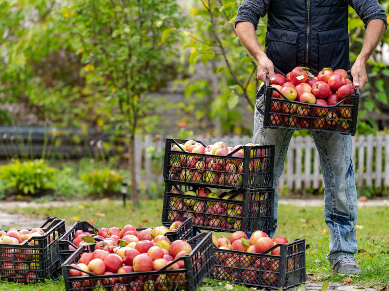 Laatste Pluk Groente & Fruitbrigade Harderwijkse Uitdaging
