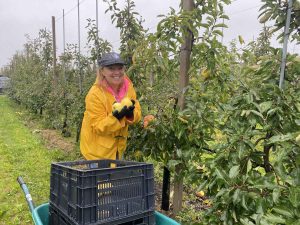 Eerste plukdag Harderwijkse Uitdaging