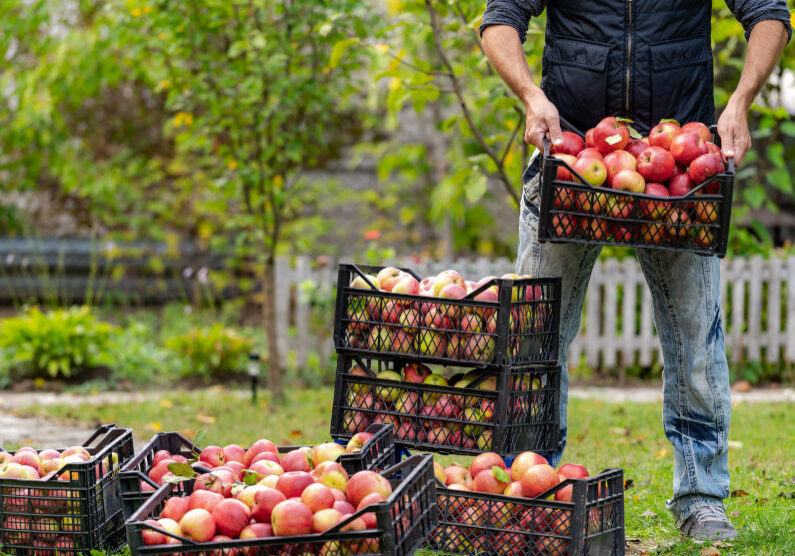 Laatste Pluk Groente & Fruitbrigade Harderwijkse Uitdaging